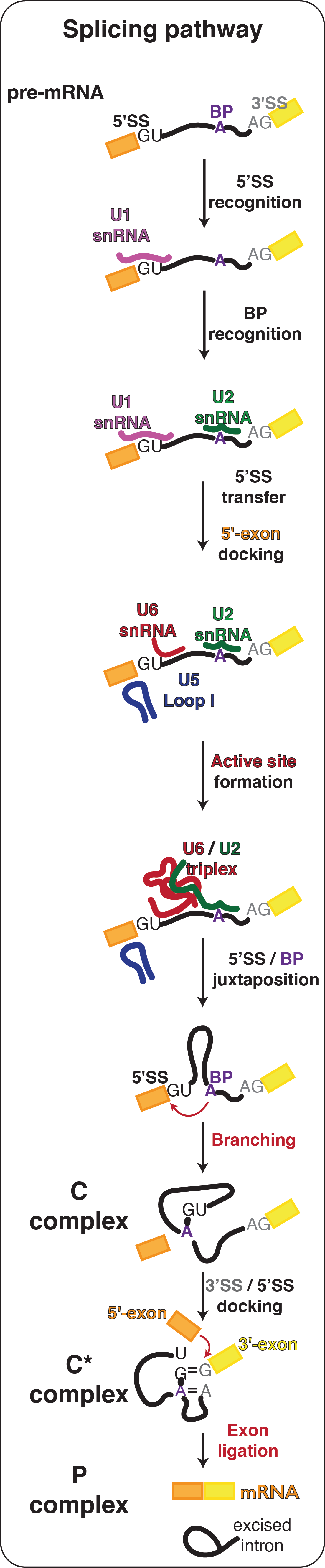 pathway research