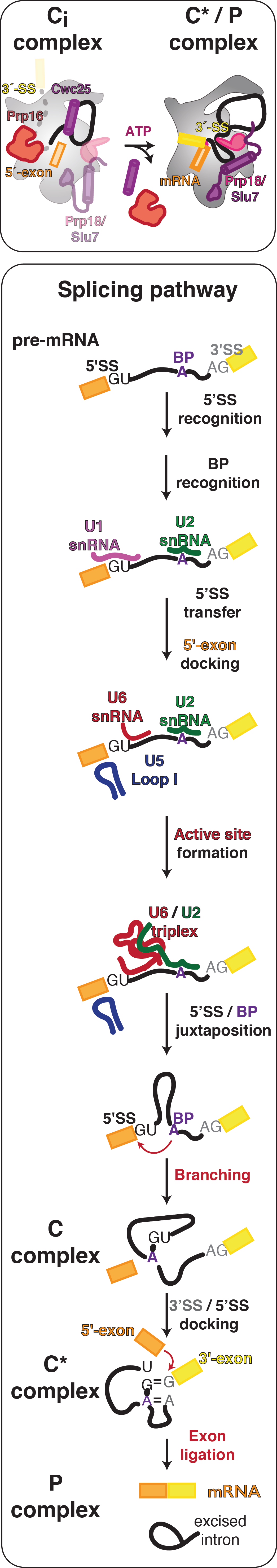 pathway structures