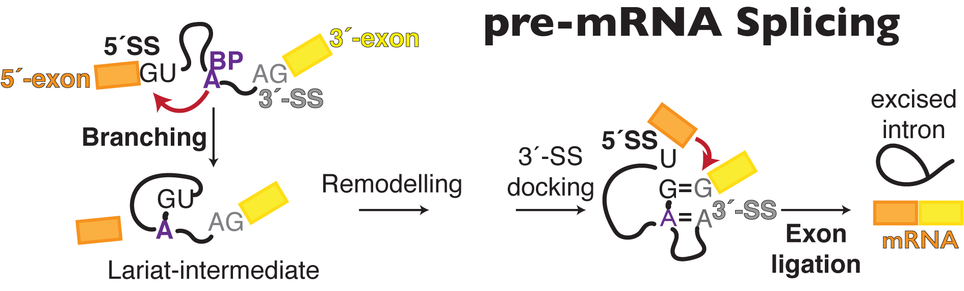 splice mechanism